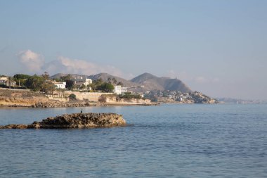 Kaya üzerindeki sümsük kuşu; Almadrava Sahili; El Campello; Alicante; İspanya