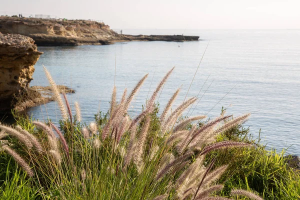 Gras Kopland Met Zee Bij Campello Alicante Spanje — Stockfoto