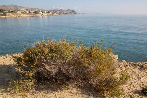 Planta Cerca Playa Almadrava Campello Alicante España —  Fotos de Stock
