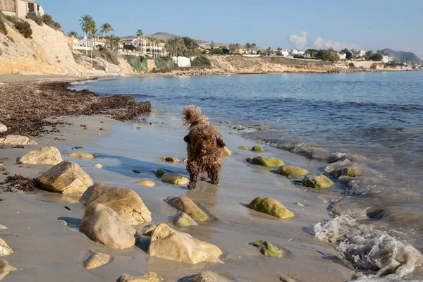 Spanischer Wasserhund Strand Von Almadrava Campello Alicante Spanien — Stockfoto