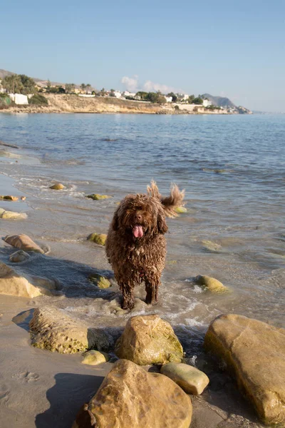 Ισπανικός Σκύλος Νερού Στην Παραλία Almadrava Campello Αλικάντε Ισπανία — Φωτογραφία Αρχείου