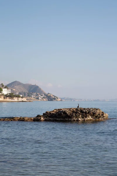 Kaya Üzerindeki Sümsük Kuşu Almadrava Sahili Campello Alicante Spanya — Stok fotoğraf