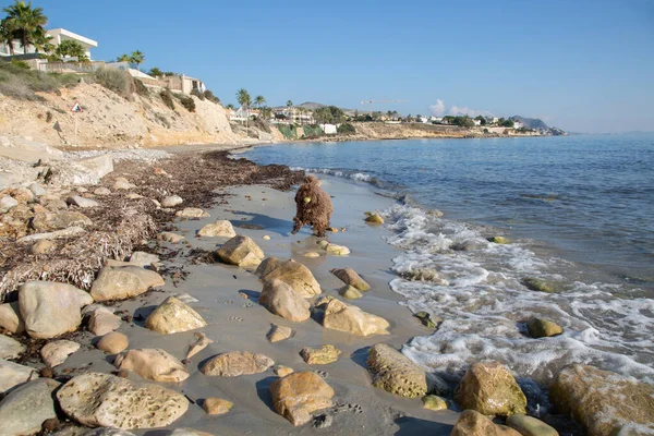 Spanish Water Dog Almadrava Beach Campello Alicante 스페인 로열티 프리 스톡 이미지