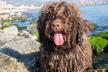 İspanyol Su Köpeği El Campello Plajı, Alicante; İspanya