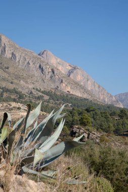 Sella, Benidorm, Alicante, İspanya yakınlarındaki Kaktüs ile Manzara Manzarası