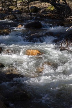 Pedriza Park 'taki Ağaç ve Nehir; Manzanares; Madrid; İspanya