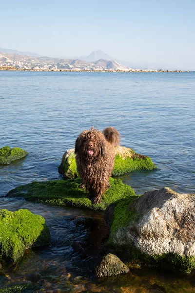 Ισπανικό Water Dog Rocks Στην Παραλία Campello Αλικάντε Ισπανία — Φωτογραφία Αρχείου