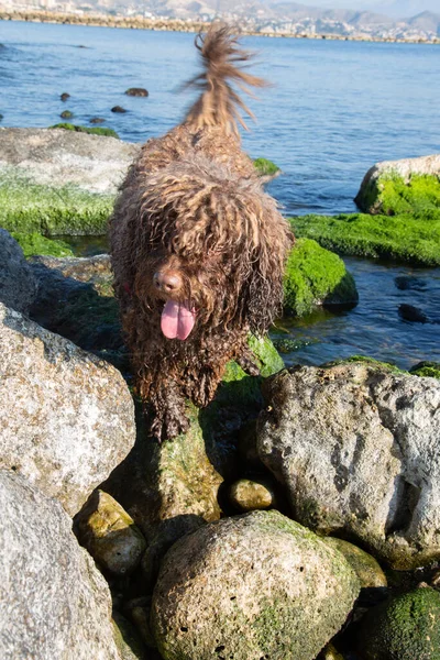 Ισπανικό Water Dog Rocks Στην Παραλία Campello Αλικάντε Ισπανία — Φωτογραφία Αρχείου