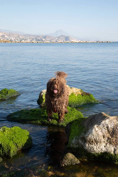 Perro Agua Español Mar Playa Campello Alicante España —  Fotos de Stock