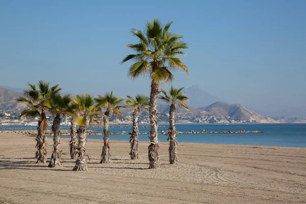 Palm Trees Campello Beach Alicante Spanyol — Stok Foto