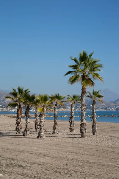 Palm Trees Campello Beach Alicante Spanyol — Stok Foto