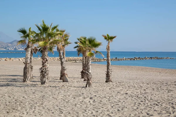 stock image Palm Trees on El Campello Beach, Alicante; Spain