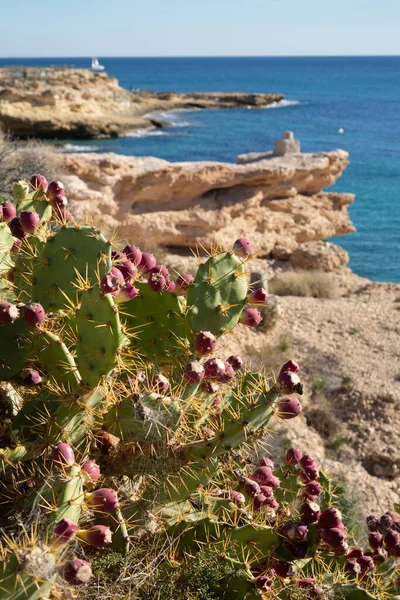 Kaktus Gruszkowy Campello Alicante Hiszpania — Zdjęcie stockowe