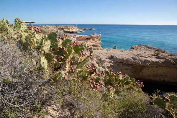 Kaktus Gruszkowy Linia Brzegowa Campello Alicante Hiszpania — Zdjęcie stockowe