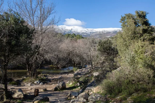 Pedriza Parkı Nda Nehir Kıyısında Kış Ağaçları Spanyol Köpeği Manzanares — Stok fotoğraf