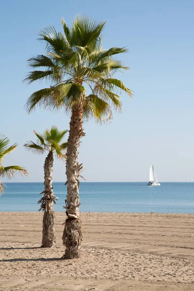 Palm Trees Yacht Campello Sahili Alicante Spanya Telifsiz Stok Fotoğraflar