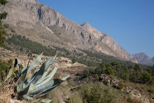Scénický Pohled Krajinu Kaktusem Blízkosti Sella Benidorm Alicante Španělsko Royalty Free Stock Obrázky