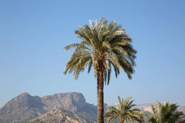 Finestrat Taki Palmiye Ağacı Dağlar Benidorm Alicante Spanya Stok Resim