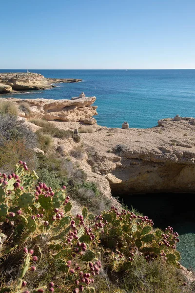 Vahşi Armut Kaktüsü Sahil Hattı Campello Alicante Spanya Stok Resim