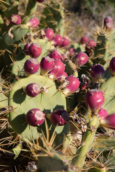 Närbild Detalj Kaktusar Och Kust Campello Alicante Spanien Stockbild
