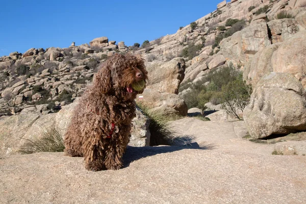 Spanischer Wasserhund Pedriza Nationalpark Manzanares Madrid Spanien lizenzfreie Stockfotos