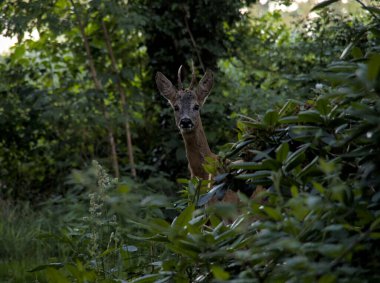 Ormandaki çalılıklarda bir yaşındaki Roebuck 'ın ön portresi.