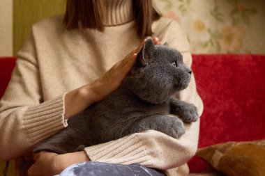 Bej renkli süveter giyen kimliği belirsiz bir kadın sevimli bir İngiliz kadını kucağında sevimli kediciğine sarılıyor..