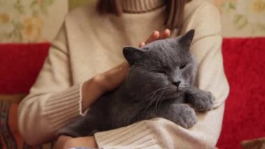 Keyif, hayvan bakımı ve huzur. Kollarında kanepede oturan gri kedisi olan tanınmayan bir kadın..