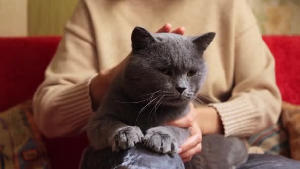 自宅でペットと遊んでいる リビングルームのソファーに座ってリラックスし 彼女の灰色のイギリスの猫を抱擁する認識できない女性 — ストック動画
