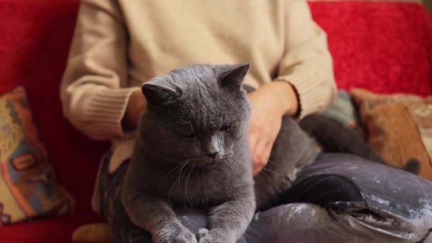 Unrecognizable Woman Sitting Sofa Female Petting Cat Who Enjoying Time — Stock Video