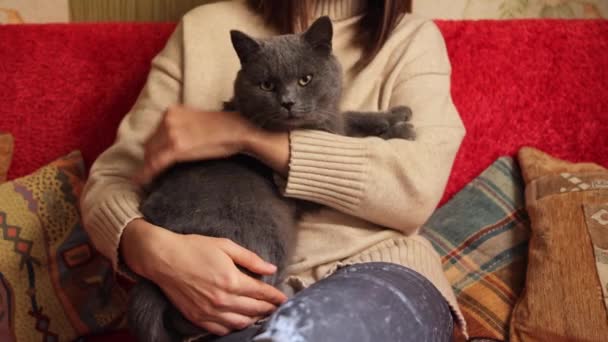 ソファーに座っている認識できない女性は 自宅で飼い主と時間を楽しんでいる灰色の英国の猫を抱きしめます — ストック動画