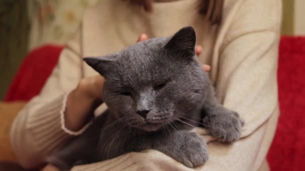 自宅で飼い主と寝ているかわいい飼い猫 認識できない若い女性は灰色の髪のキティを取得 — ストック動画