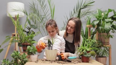 Ev bitkisi yetiştiriciliği. Evde büyüyen bir sera. Saksı bitkisi bakımı. Aile bahçıvanlığı. Anne ve kızı ev yeşilliğinde birlikte çalışıyor.