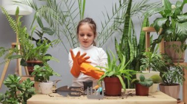 Evde bahçe işleri hobisi. Şirin, çalışkan küçük bir bahçıvan. Saksı çiçekleriyle ilgileniyor. Plastik eldivenlerle çiçek nakli için hazırlanıyor.