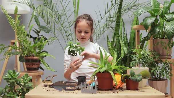 아이의 라이프 스타일 집에서 식물을 돌봐주십시오 식물을 돌보는 그녀의 녹지에서 — 비디오