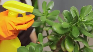 Çiçek hobisi evde. Doğadan esinlenilmiş ev bitkileri. Evde saksı bitkileriyle ilgilenen tanınmayan bir kadın sprey şişesinden saf su püskürtüyor.