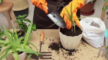 Bahçıvanın zevki. Boş vakitlerinde saksı bitkileri. Çiçekçi işi. Çiçek yetiştiren bir sera. Lastik eldivenli, tanınmayan bir kadın evde yeni topraklar naklediyor.