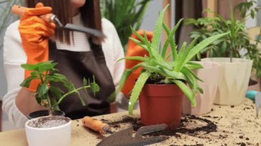Bahçıvan yaşam tarzı. Çiçek saksısı güzeli. Bahçecilik işi. Büyüyen çiçekler. Evde bahçe bakımı. Tanımlanamayan bir kadın yeni çömlek ve toprağa bitki naklediyor.