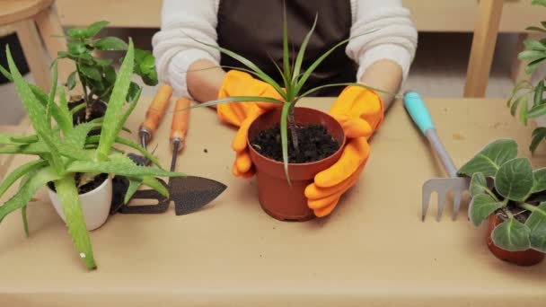 室内园艺休闲 园丁的盆栽家里的植物学护理 植物学护理 无法辨认的女人在家里把绿花插进盆子里 — 图库视频影像