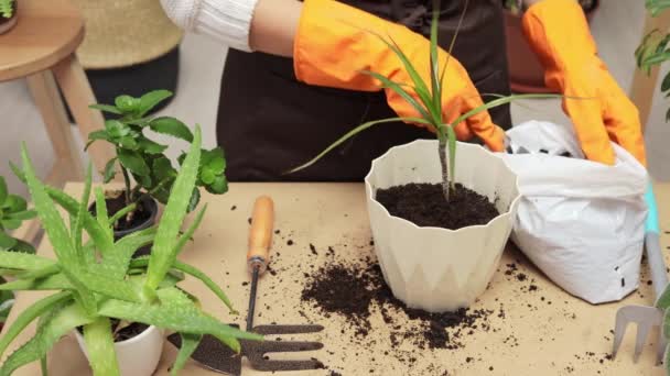 自宅で花園をしています 屋内でのグリーンライフスタイル 屋内植物のためのケア ゴム製手袋の認識できない女性 陶器で新しい土壌に移植する自宅で庭園 — ストック動画
