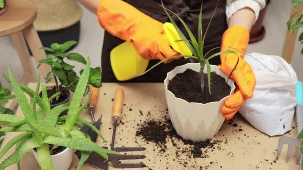 Replantación Macetas Gardener Trabajo Guantes Para Jardinería Siembra Semillas Suelo — Vídeo de stock