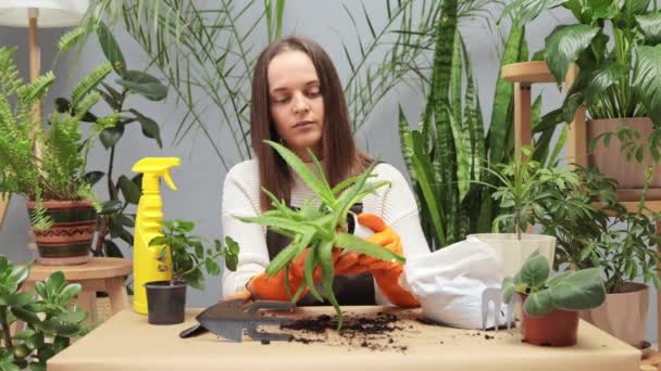 Återuppliva Inomhusväxter Väcka Inomhusväxter Till Våren Byta Jord För Bättre — Stockvideo