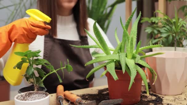 土の中の自家製の花 エコフレンドリーなフラワーケア 屋内ガーデニングとレジャー 新鮮な水で家の植物を噴霧する手袋の認識できない女性 — ストック動画
