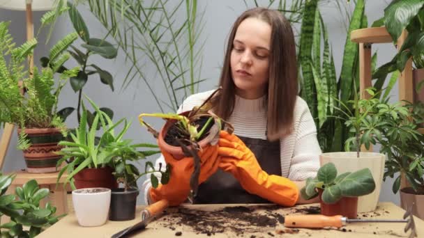 Smutna Kobieta Ogrodnik Dbanie Umierających Roślin Domowych Niedoboru Wody Jej — Wideo stockowe