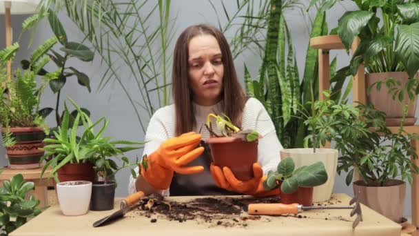 Sad Disappointed Woman Gardener Taking Care Dying Houseplant Her Home — Stock Video
