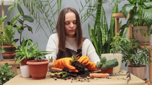勤劳的女园丁戴着手套 在自家的绿地里照料奄奄一息的家庭植物 努力保存腐烂的根 并将花移植到新的盆栽和土壤中 — 图库视频影像