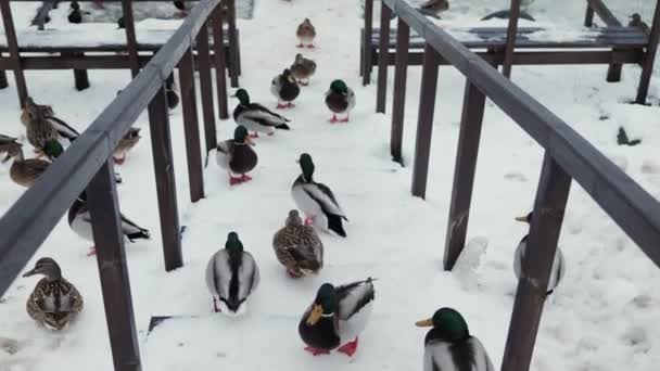První Sníh Zimním Parku Pěšími Schody Říčním Kachnám Plavat Vodě — Stock video