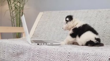 Siyah benekli komik küçük beyaz köpek dizüstü bilgisayara bakıyor sevimli evcil hayvan internet kullanıcısı kanepede oturmuş bilgisayar ekranından bir şey izliyor.