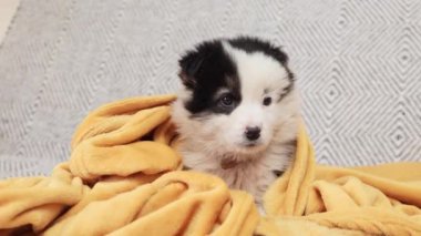 Sarı benekli küçük beyaz köpek yeni evinde battaniyenin altında ısınıyor.