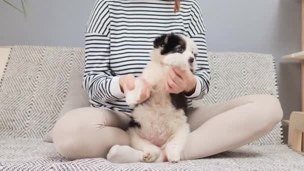 Onherkenbaar Bruin Haar Vrouw Spelen Met Grappige Witte Puppy Met — Stockvideo